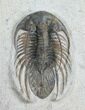 Killer Kolihapeltis Trilobite - / Inches Long #4250-7